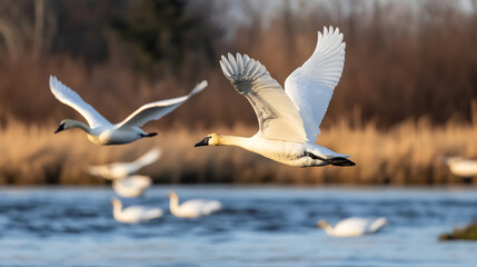 Fototapeta premium Graceful Swans in Mid-flight Over a Tranquil Lake at Golden Hour : Generative AI