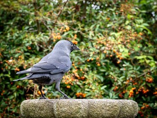 Jackdaw perched in a garden