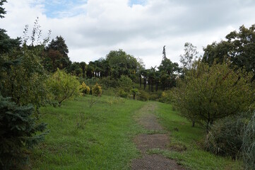 Tropical trees, palm trees in the city park. The arboretum.
