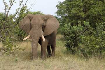Fototapeta premium Afrikanischer Elefant / African elephant / Loxodonta africana