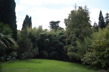 Tropical trees, palm trees, evergreen cypress in the city park. The arboretum.