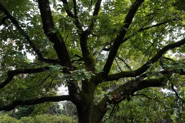 Obraz premium A forked tree in a city park.