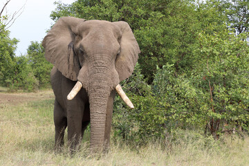 Fototapeta premium Afrikanischer Elefant / African elephant / Loxodonta africana