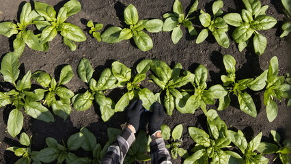Growing spinach. Top view. Spinach grows in open ground in beds. The farmer's hands take care of the spinach: straighten the leaves.