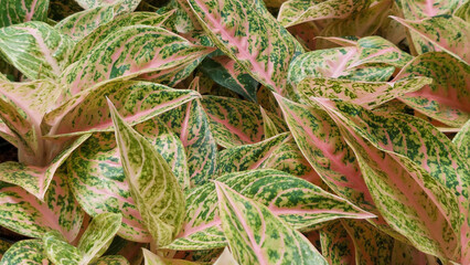 Aglaonema Pink Leaves Green Spots Vibrant Tropical Foliage