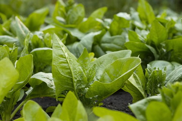 Growing spinach. Close-up. Large-leaved spinach with juicy and fleshy leaves grows in the garden.