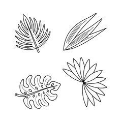 Tropical leaves set. Black line Vector isolated elements. Plant branches, strelitzia, aralia, monstera, banana, coconut, palm leaves.
