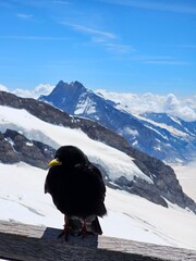 A captivating summer scene featuring a raven perched against the breathtaking backdrop of Jungfrau, one of Switzerland's most iconic peaks. The image beautifully contrasts the dark silhouette of the r