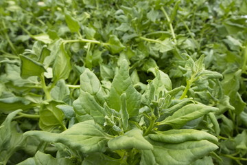 Obraz premium Growing spinach. Close-up. New Zealand spinach variety grows in open ground.