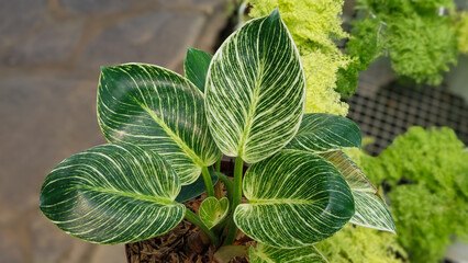 Stunning Philodendron Birkin Plant Green White Variegated Leaves