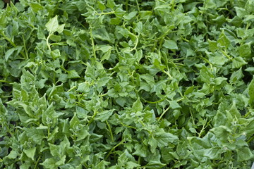 Growing spinach. New Zealand spinach variety grows in open ground.