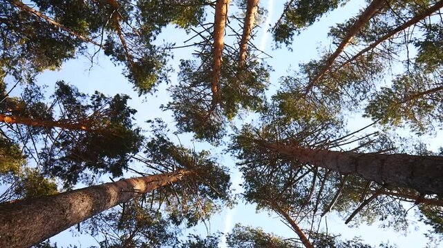 The tops of pine trees against the blue sky as seen by a person swinging in a hammock between the trees