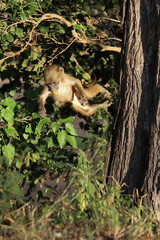 Bärenpavian / Chacma baboon / Papio ursinus.