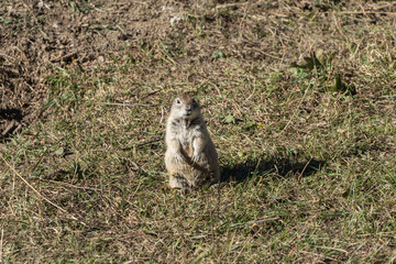 Gopher (Latin: Spermophilus) is genus of rodents of squirrel family (Sciuridae). Gopher stands on...