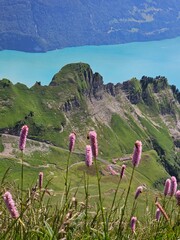 A vibrant summer photo of wildflowers blooming at the base of Brienzer Rothorn, capturing the colorful beauty of alpine flora against the backdrop of the majestic Swiss Alps. The image highlights the 