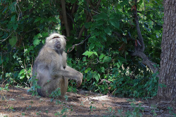 Bärenpavian / Chacma baboon / Papio ursinus