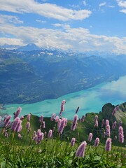 A vibrant summer photo of wildflowers blooming at the base of Brienzer Rothorn, capturing the colorful beauty of alpine flora against the backdrop of the majestic Swiss Alps. The image highlights the 