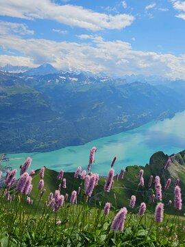 A vibrant summer photo of wildflowers blooming at the base of Brienzer Rothorn, capturing the colorful beauty of alpine flora against the backdrop of the majestic Swiss Alps. The image highlights the 