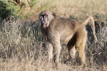 Bärenpavian / Chacma baboon / Papio ursinus..