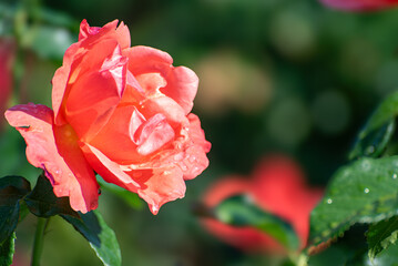 太陽の光を浴びて咲く薔薇