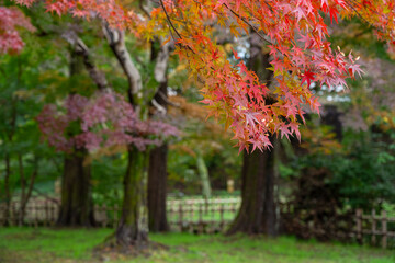 秋の高岡古城公園