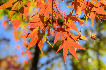 太陽の光に映えるモミジ