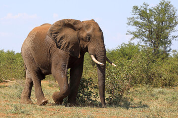 Obraz premium Afrikanischer Elefant / African elephant / Loxodonta africana