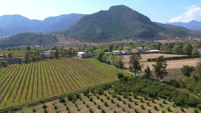 Aerial shot of Guava planting field Agriculture, mexico, michoacan