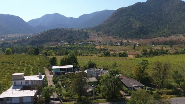 Aerial shot of Guava planting field Agriculture, mexico, michoacan
