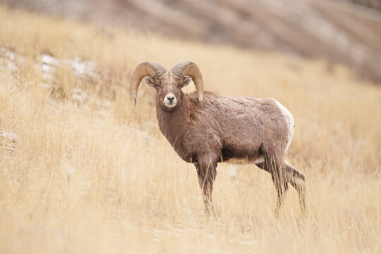 Bighorn Ram (Ovis canadensis) in Yellowstone National Park