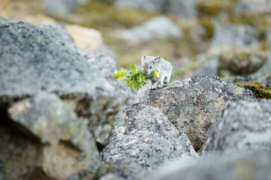 Pika Haying For Food Cache