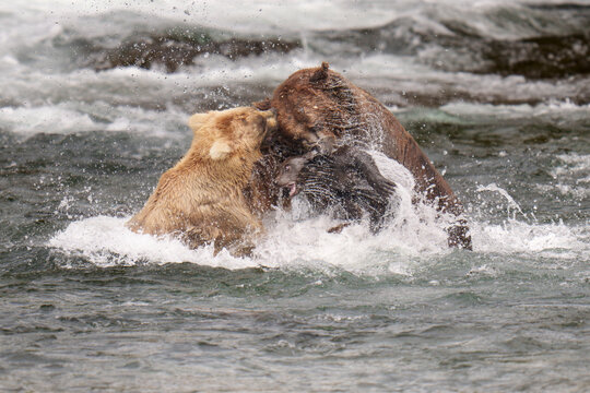 Chunk Attacks Grazer's Cub Katmai Brooks Falls