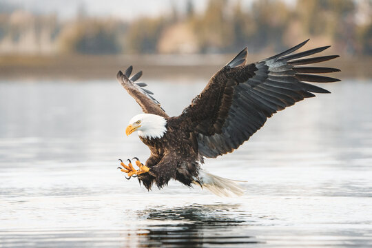 Bald Eagle Fishing with Talons Outreached