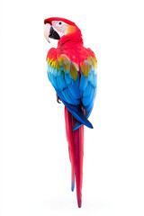 Obraz premium An image of the Scarlet Macaw highlights its charming and lovable qualities.
