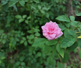 Beautiful pink rose flower blooming on green plant growing in garden background