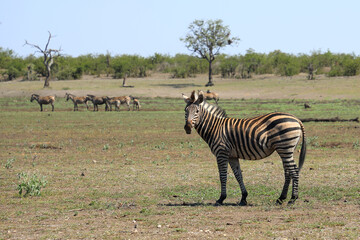 Steppenzebra / Burchell's zebra / Equus quagga burchellii