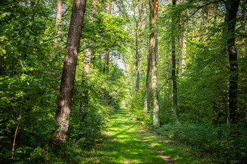 A Serene Forest Trail Surrounded by Beautiful and Lush Greenery, Perfect for Exploration