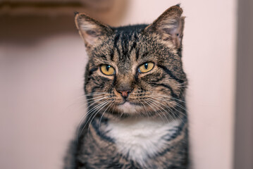A tabby cat sits calmly indoors, displaying its distinctive striped fur and bright yellow eyes.