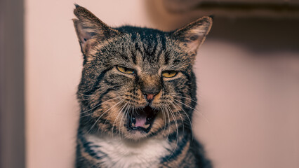 A sleepy tabby cat sits on a cat tree in a warm and inviting room, observing the surroundings with a relaxed posture.