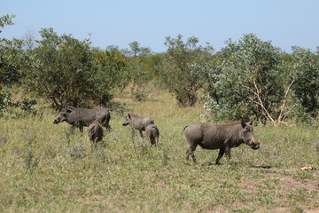 Fototapeta premium Warzenschwein / Warthog / Phacochoerus africanus.