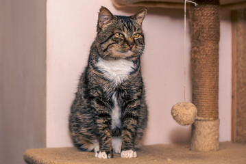 A smiling tabby cat sits on a cat tree in a warm and inviting room, observing the surroundings with...