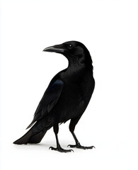  A crow is standing against a plain white background.