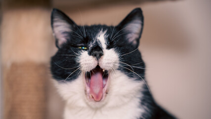 Energetic mongrel cat yawning in a cozy animal shelter during afternoon hours