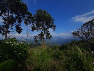 clouds over the forest