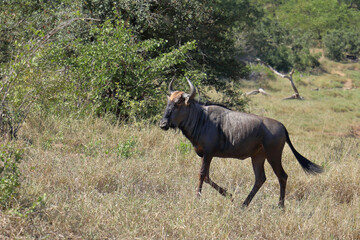 Streifengnu / Blue wildebeest / Connochaetes taurinus
