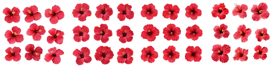 Vibrant Red Hibiscus Flowers Blooming in Tropical Paradise  Closeup of lush bright red hibiscus blossoms against a textured natural background  Beautiful floral design element for summer vacation