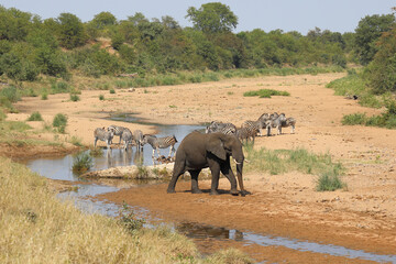 Afrikanischer Elefant und Steppenzebra im Tsendze River/ African elephant  and Burchell's zebra in...