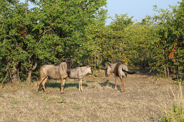 Streifengnu / Blue wildebeest / Connochaetes taurinus