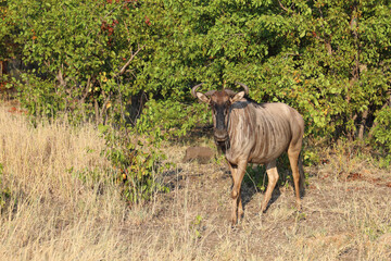 Streifengnu / Blue wildebeest / Connochaetes taurinus