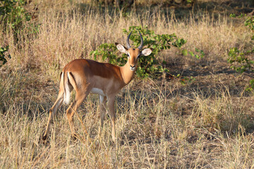 Schwarzfersenantilope / Impala / Aepyceros melampus.